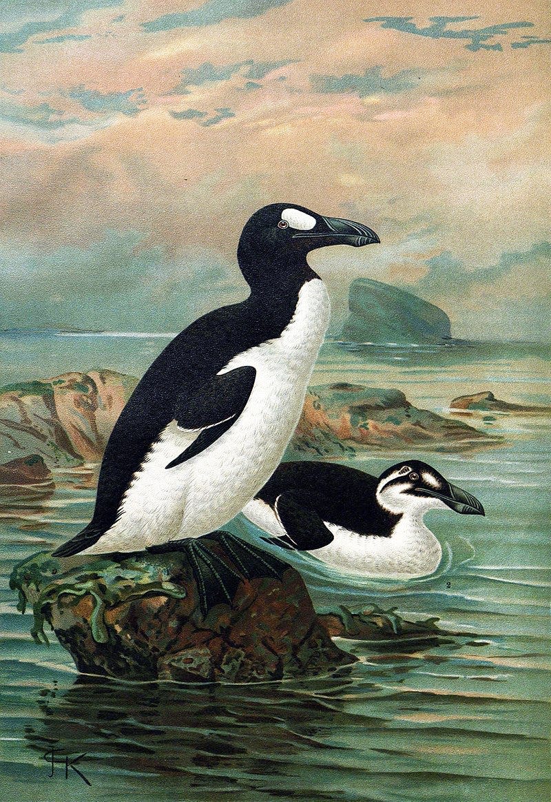 Great Auk