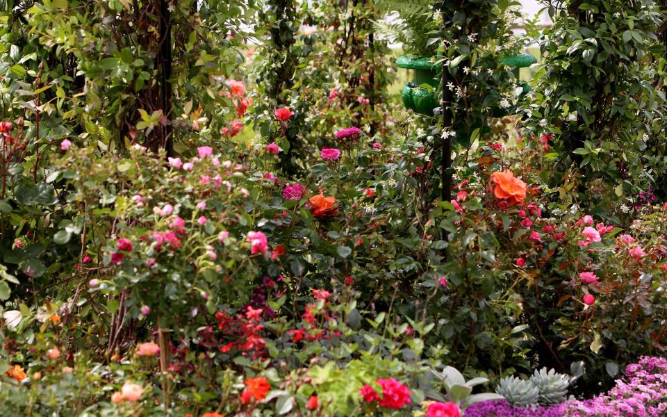 Florist Nikki Tibbles is creating a dreamy and highly scented space for flower lovers with her Enchanting Rose Tea garden, pictured - Clara Molden 