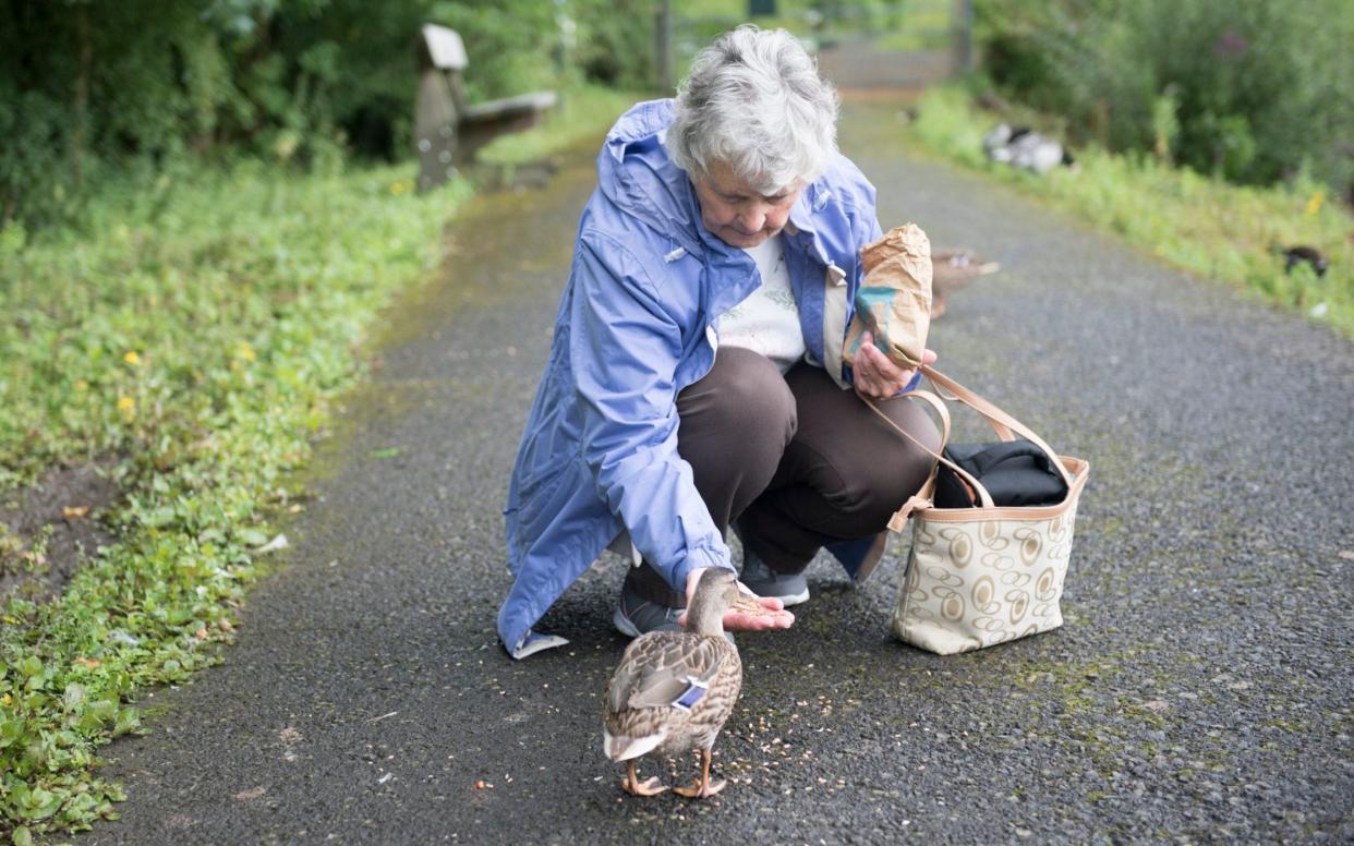 Feeding the ducks