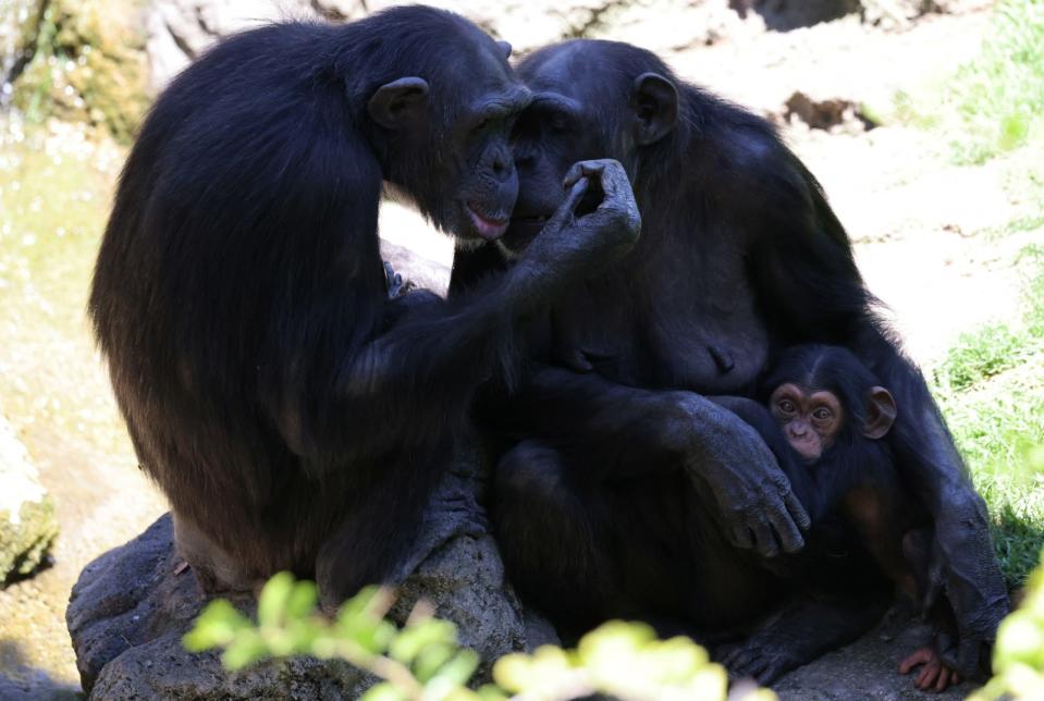 西班牙瓦倫西亞動物園中的黑猩猩媽媽娜塔莉亞，3個月來到哪兒都帶著死去孩子的遺體，不肯撒手。路透社