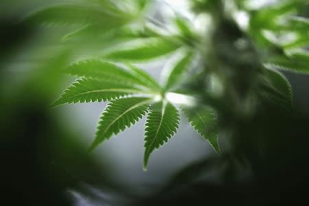 A marijuana plant is seen at Tweed Marijuana Inc in Smith's Falls, Ontario, March 19, 2014. REUTERS/Blair Gable