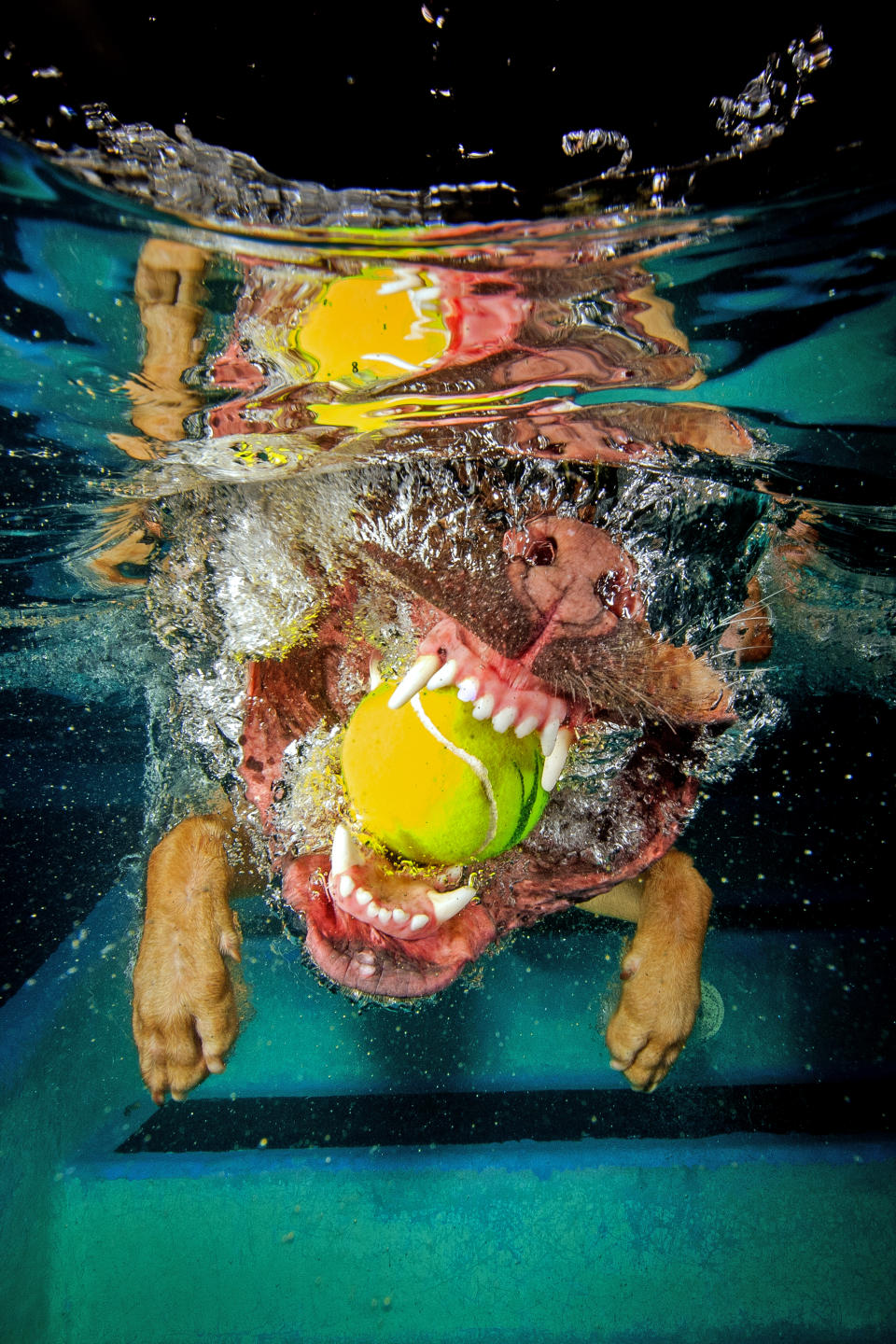 <p>The puggle bites down on a tennis ball. (Photo: Jonny Simpson-Lee/Caters News) </p>