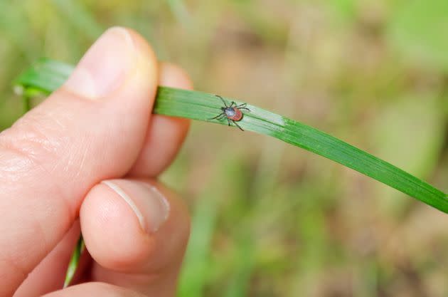 Deer ticks spread not only Lyme disease but babesiosis as well.