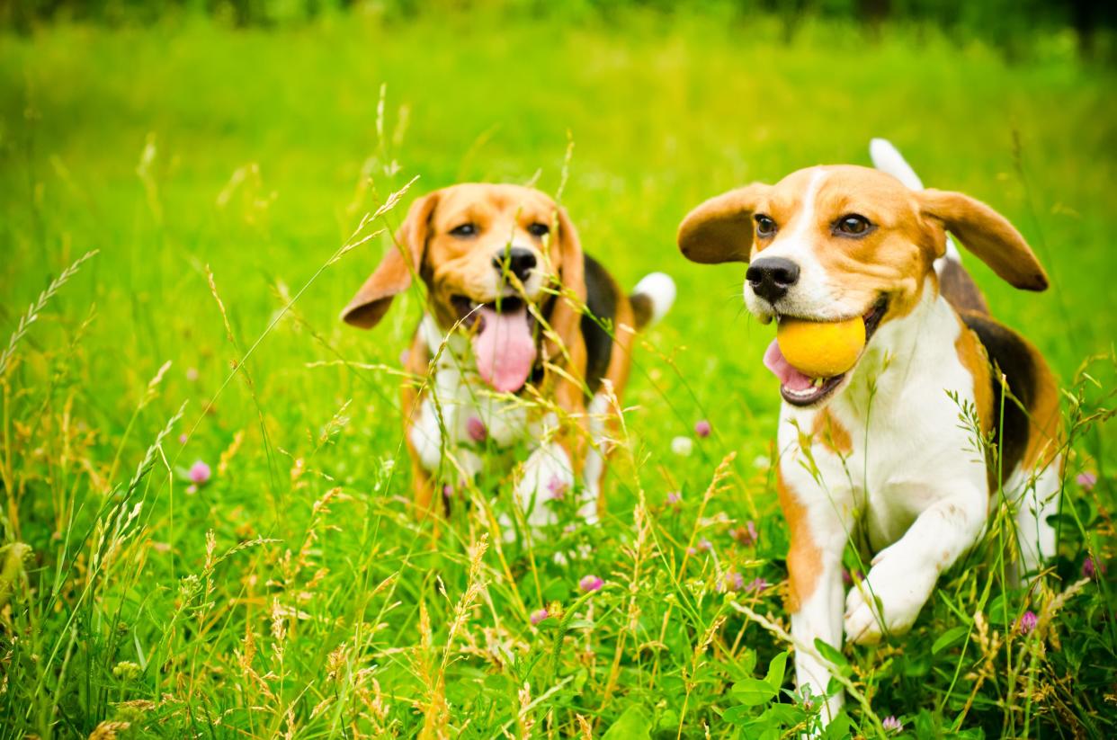 two beagle dog on a green grass