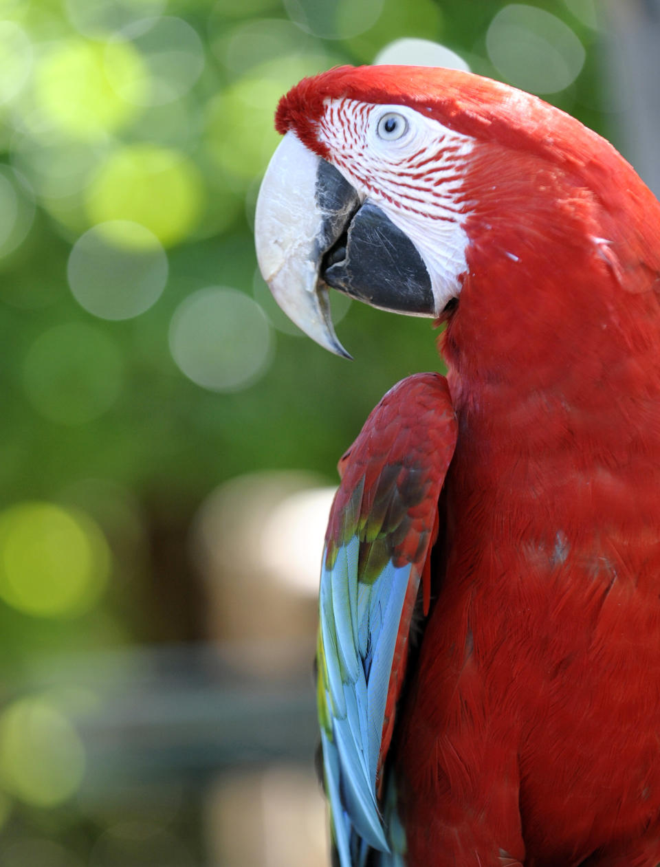 A greenwing macaw is pictured at the zoo in Amneville, France, on July 8, 2013.