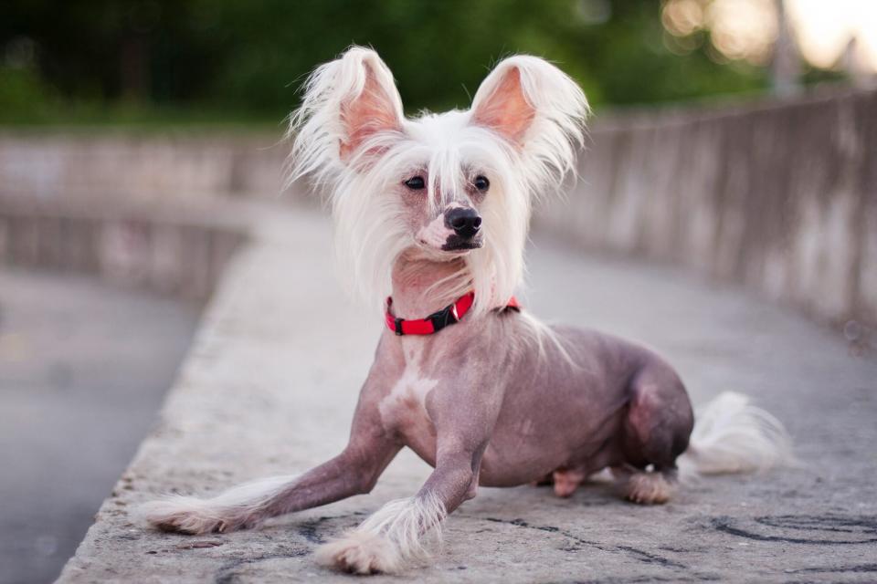 Chinese Crested dog posing on cement