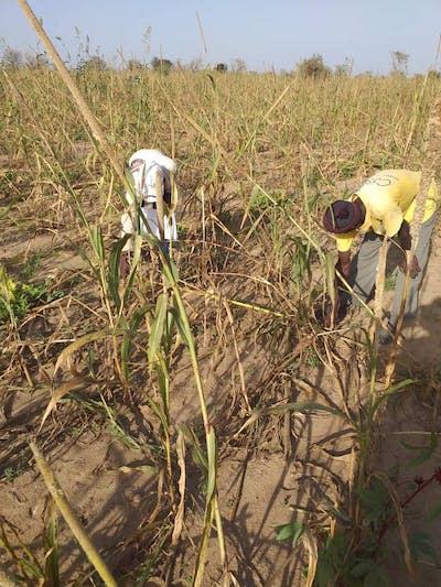 Un agriculteur récolte du mil dans une parcelle associant mil et niébé au Sénégal. Yolande Senghor, Fourni par l'auteur