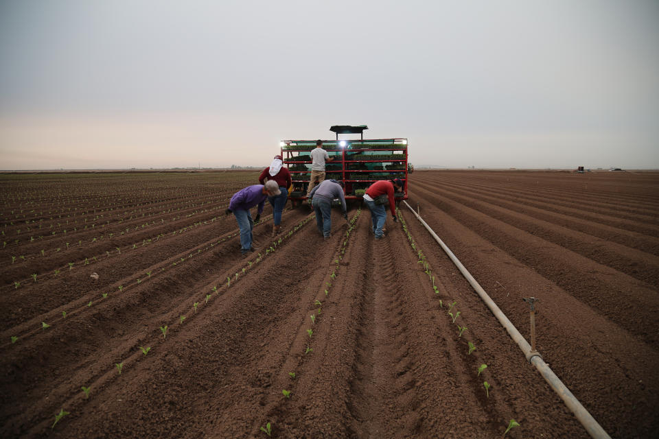Field workers prepare the fields for growing melons. (Christine Romo / NBC News)