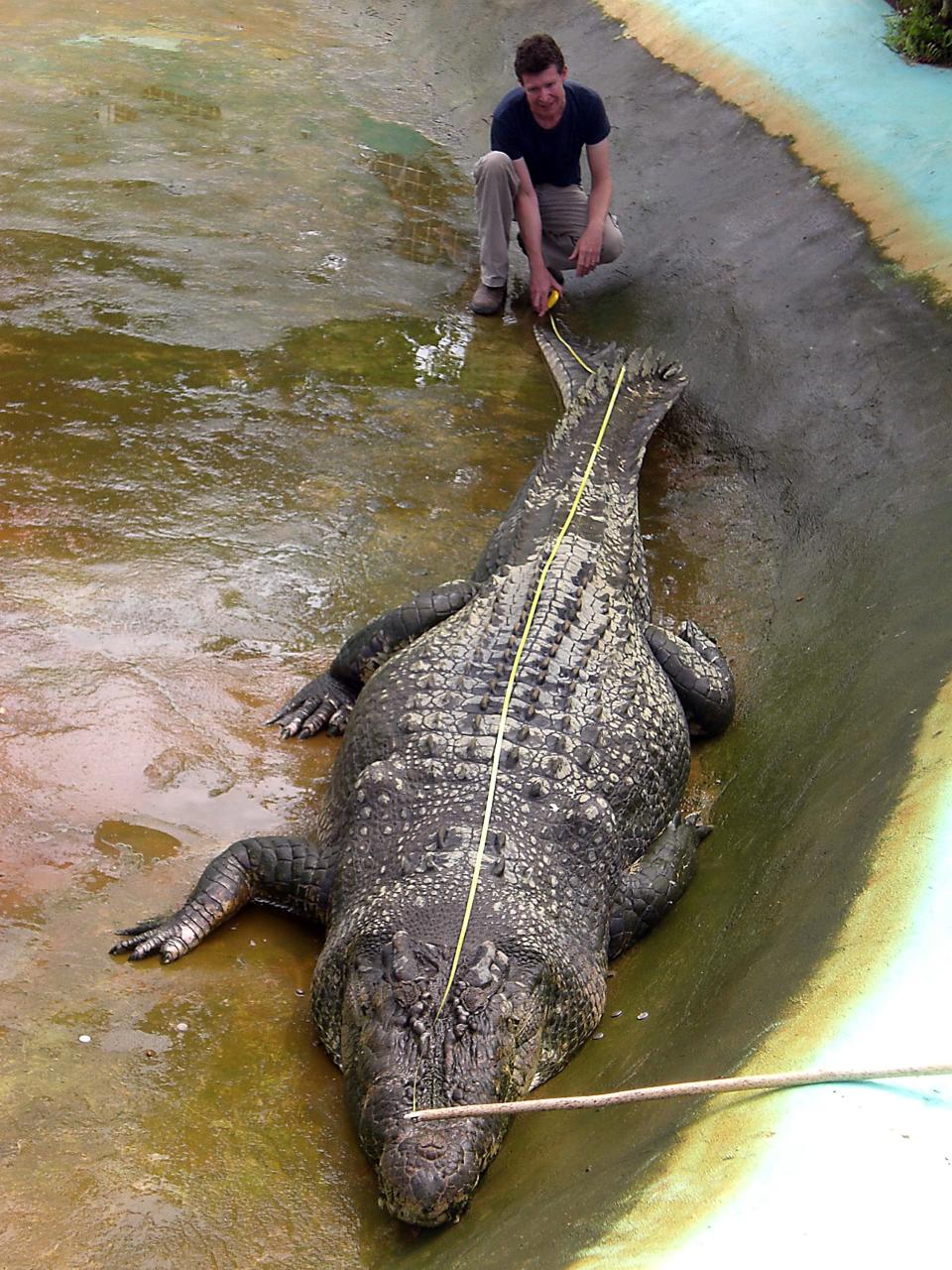 Australian zoologist Adam Britton measures a captive crocodile in Bunawan town, Agusan del Sur province, in the Philippines southern island of Mindanao on November 9, 2011.