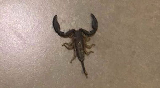 An Ipswich woman received the fright of her life when she stood on a scorpion on her kitchen floor. Source: Mel Nolan/Facebook