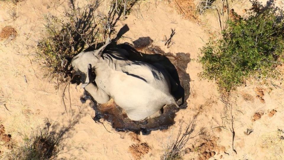 El cuerpo de un elefante cerca de los arbustos.