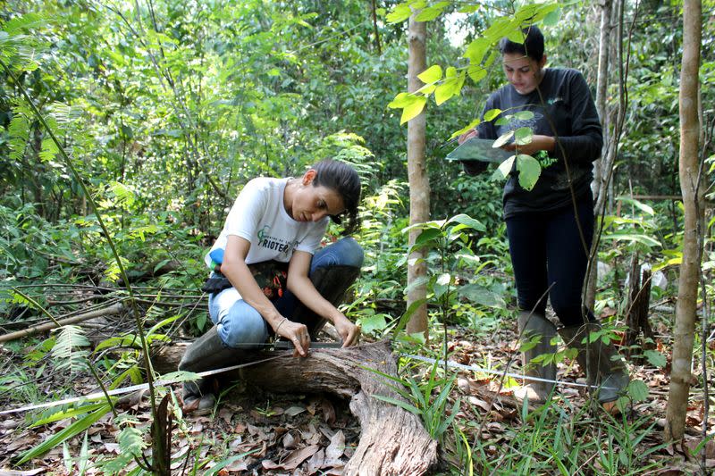 Rioterra project analyst Iara Barberena, a forestry engineer, measures dead plant matter on a parcel of Amazon rainforest in Itapua do Oeste