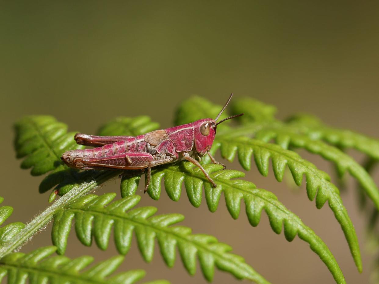 Some katydids appear with bright pink coloring.