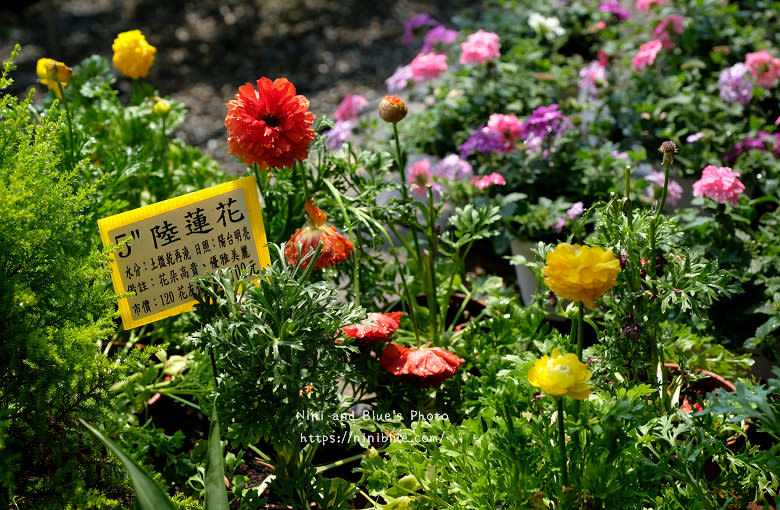 彰化芬園｜埔茂花市