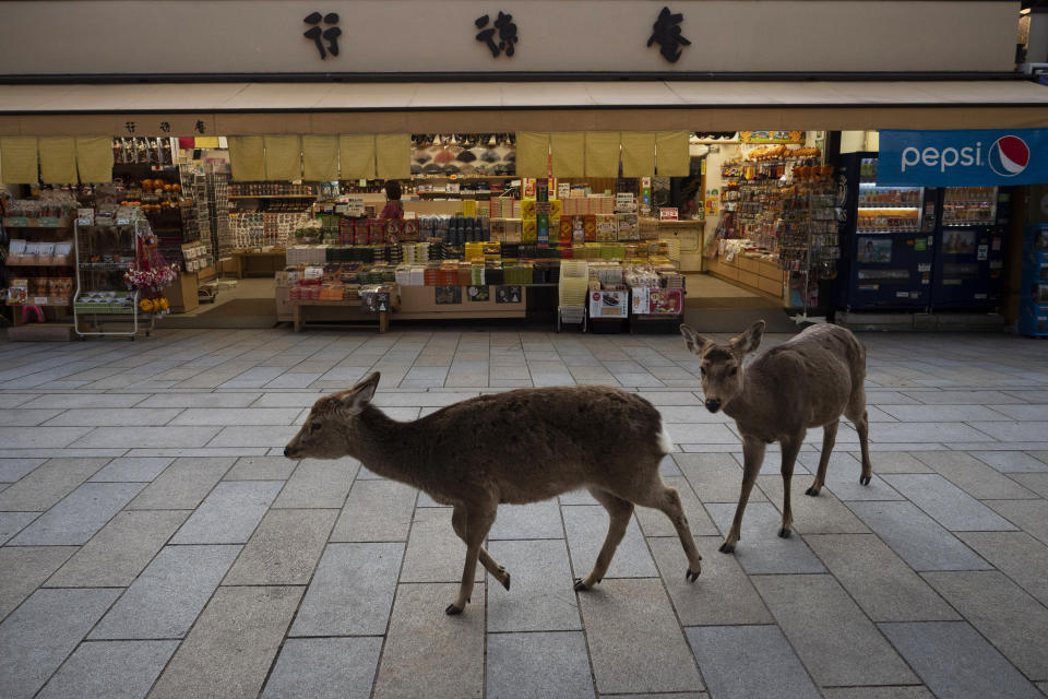 Unos ciervos pasan delante de una tienda de alimentación en la ciudad japonesa de Nara. (Foto: Jae C. Hong / AP).