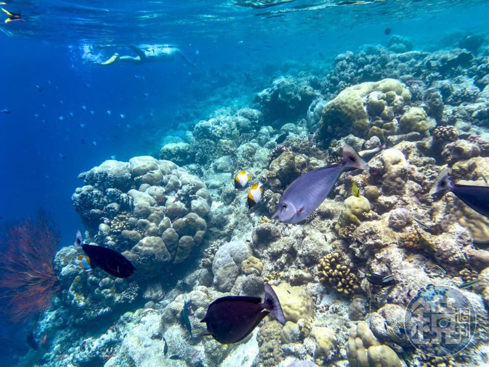 潛入「上帝的水族箱」，原來透過小美人魚的視角觀看海底世界這麼壯觀！ 