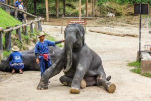 動保團體Save The Elephant Foundation表示，在這次疫情中估計有約千隻大象將面臨餓死的險境。（圖／Save The Elephant Foundation）