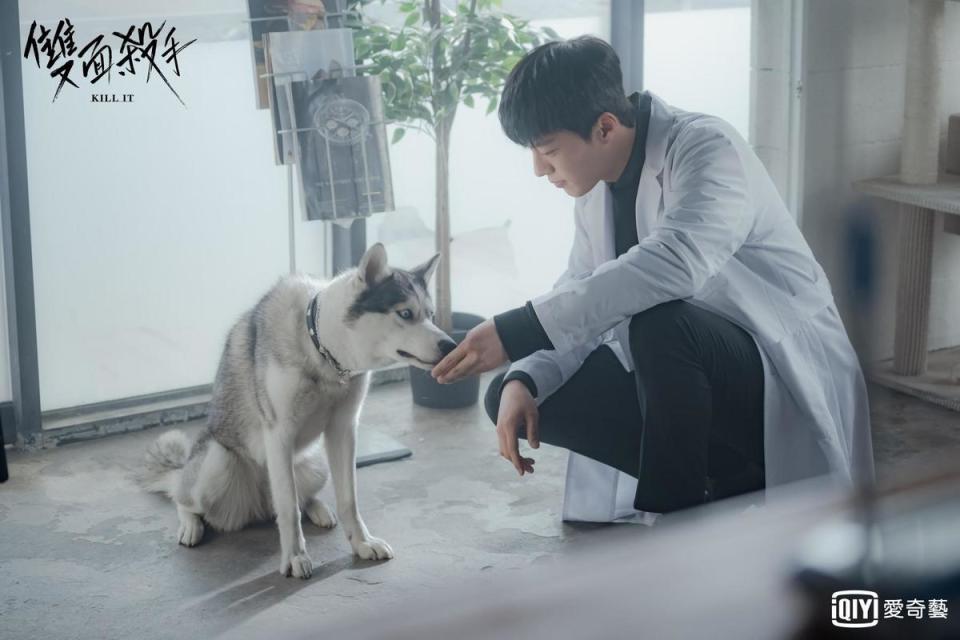 張基龍在《Kill it 雙面殺手》飾演獸醫，哈士奇是他的愛犬。（愛奇藝台灣站提供）