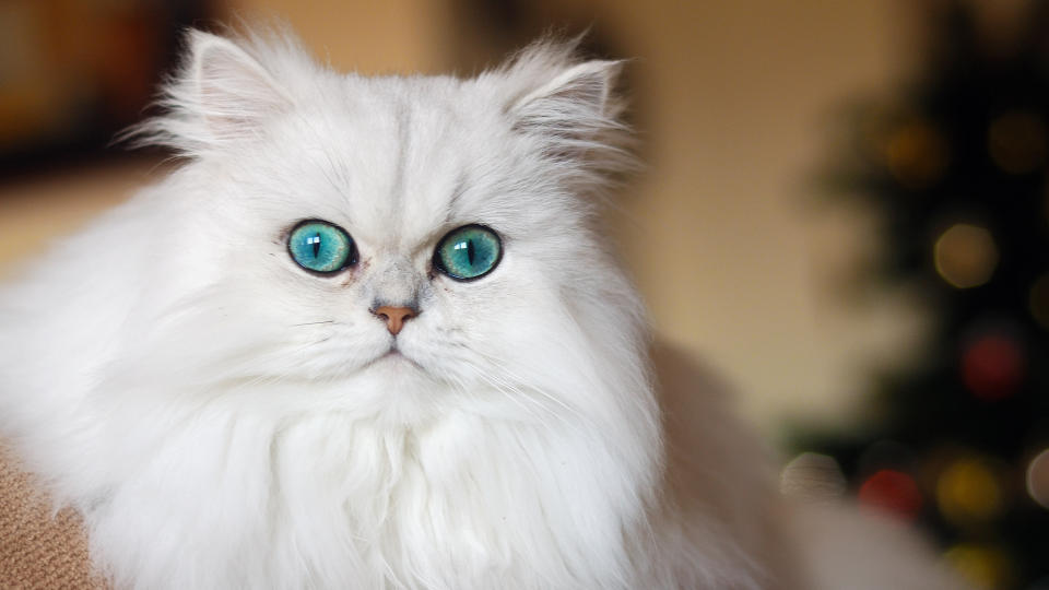 White persian cat with turquoise eyes