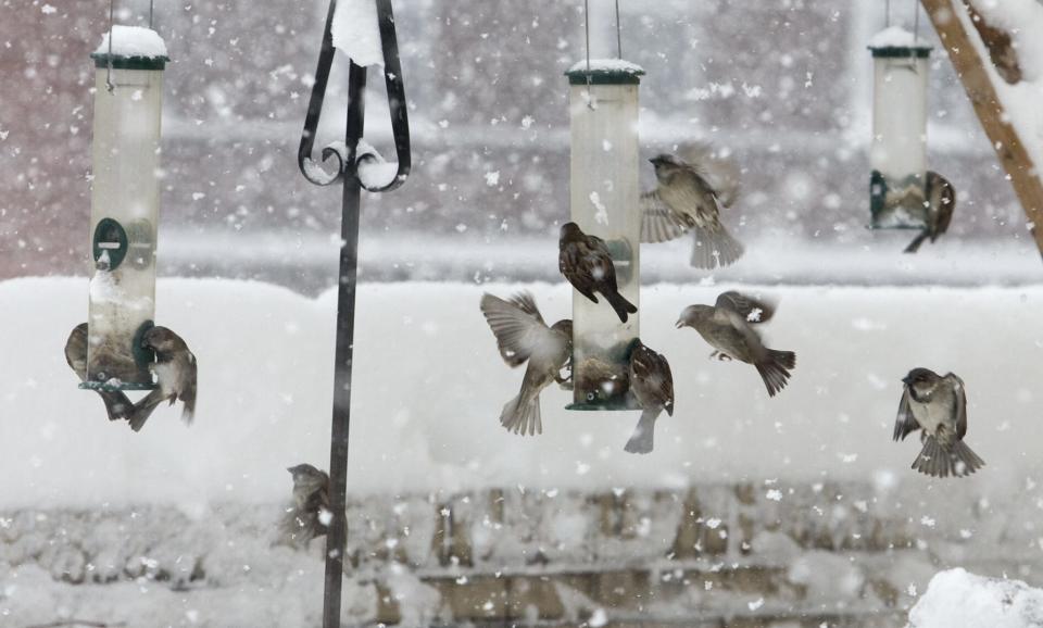 Birds flock to feeders at the Episcopal Church of Saints Andrew and Matthew as snow continues to fall in Wilmington, Saturday morning and afternoon, Feb. 6, 2010.