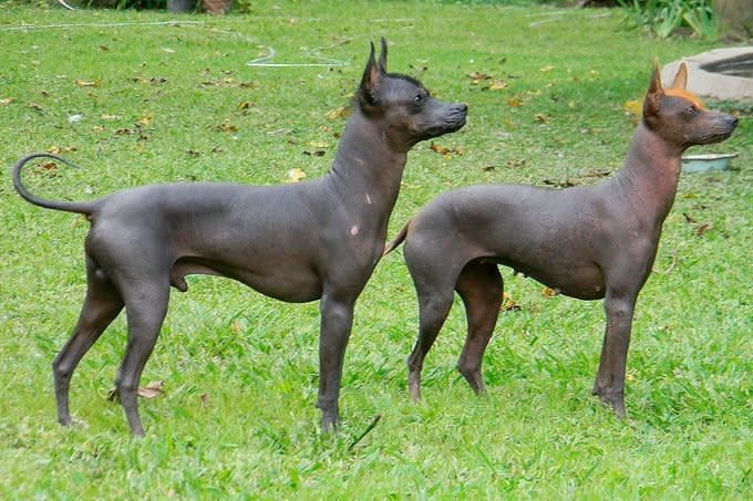 two Argentine Pila Dogs standing in the grass