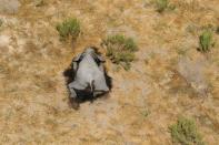 A dead elephant is seen in this undated handout image in Okavango Delta