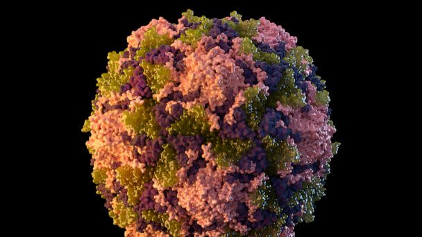 PHOTO: This 2014 illustration made available by the U.S. Centers for Disease Control and Prevention depicts a polio virus particle. (Sarah Poser, Meredith Boyter Newlove/CDC via AP, FILE)