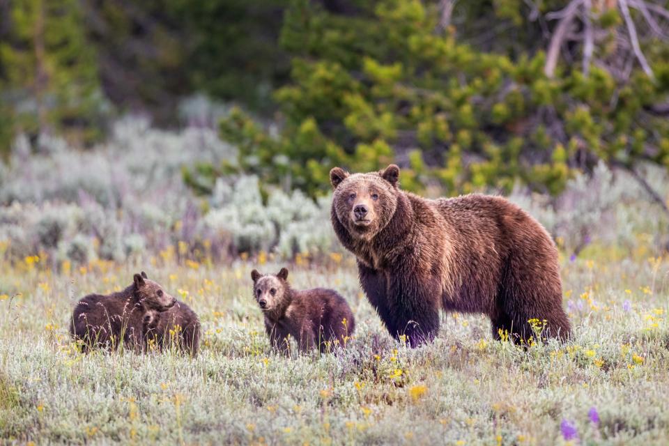 Bears in Grand Teton National Park.