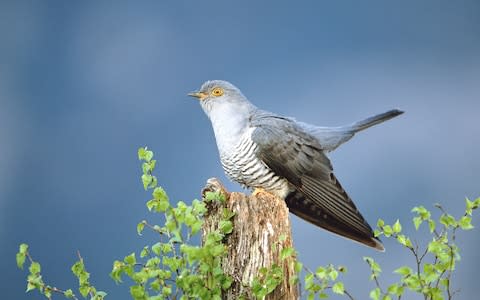 Clumber Park is a haven for rare birds like the cuckoo - Credit: Jonathan Gale Getty