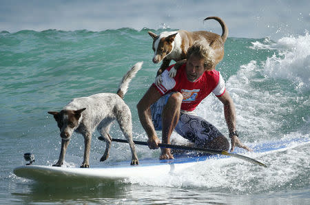 Australian dog trainer and former surfing champion Chris de Aboitiz rides a wave with his dogs Millie (L) and Rama off Sydney's Palm Beach, February 18, 2016. . REUTERS/Jason Reed