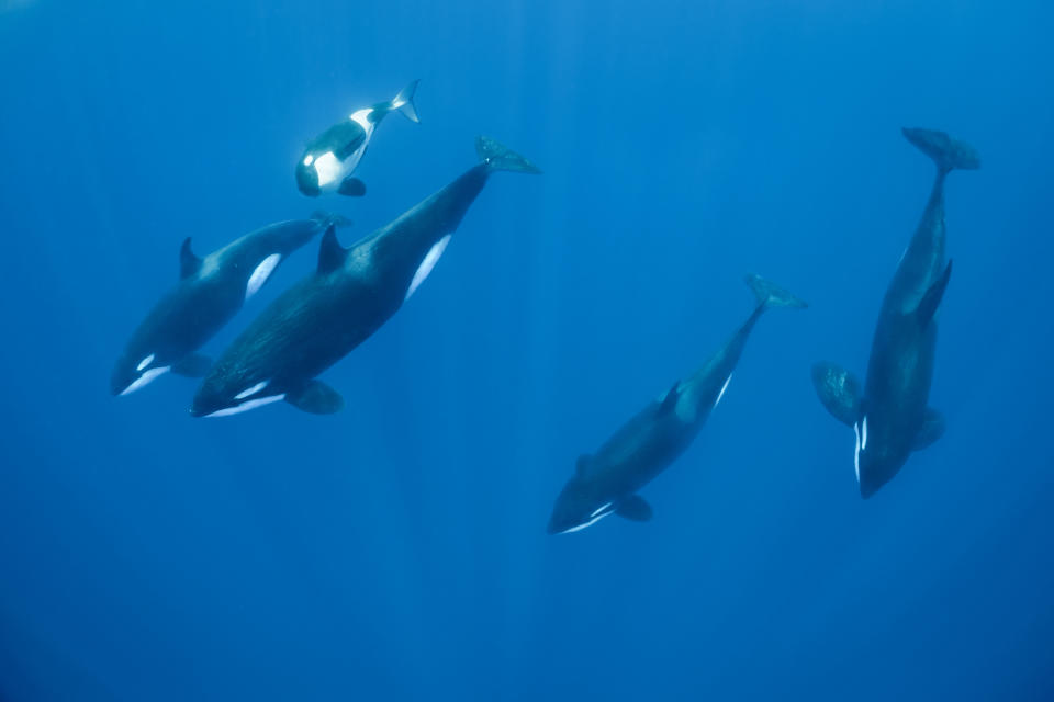 Wild orcas, pictured in a stock image, can reach depths of more than 1000 metres.