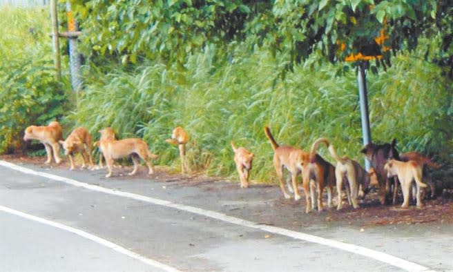 流浪動物問題長期困擾各地方政府。（本報資料照片）