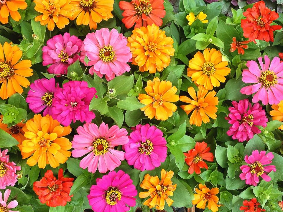 Flower, Flowering plant, Zinnia angustifolia, Petal, Zinnia, Plant, common zinnia, Annual plant, Garden cosmos, Daisy family, 