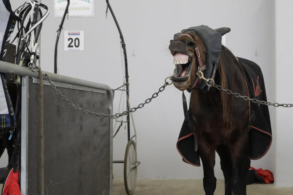 A horse waits in its stall ahead of racing at the Addington Raceway in Christchurch, New Zealand, Thursday, May 28, 2020 in Christchurch, New Zealand, Thursday, May 28, 2020. New Zealand's financially troubled horse racing industry has reopened Thursday after being shuttered for weeks because of the coronavirus outbreak, leading the return of organized sports as the nation moves toward normality. A harness racing meeting which took place without fans at the Addington racecourse in Christchurch was the first since New Zealand went into strict lockdown on March 24. (AP Photo/Mark Baker)