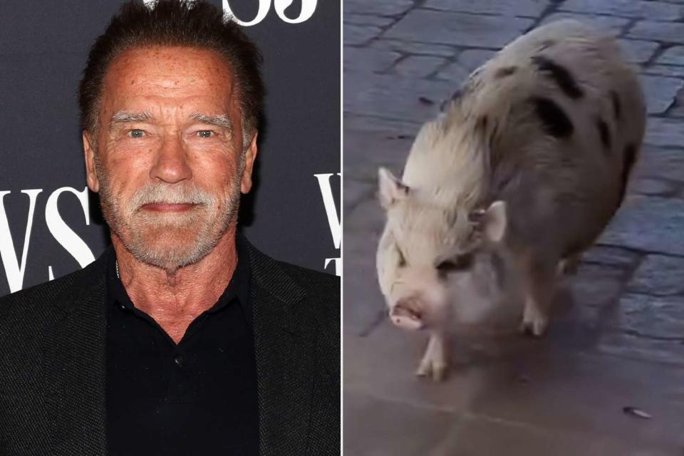 <p>Phillip Faraone/Getty; Arnold Schwarzenegger/ Instagram</p> Arnold Schwarzenegger and his pig Schnelly