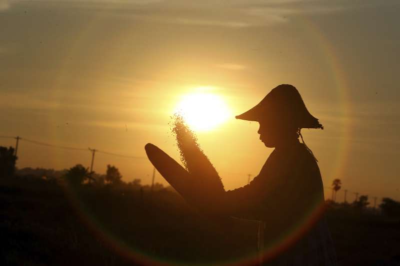 緬甸農民正在田中收割稻米，篩穀。(美聯社)