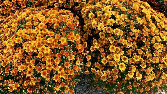 fresh mums for sale at a rural farm in iowa