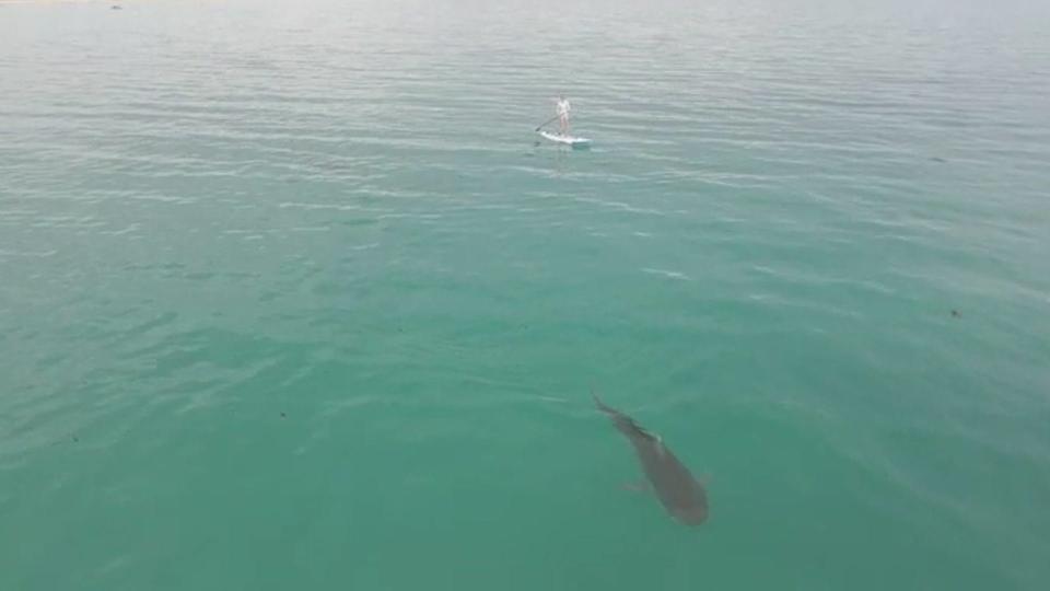 Dylan DeHaas a videographer, recently caught a 16-foot long tiger shark swim by his wife while she paddle boarded in Australia.