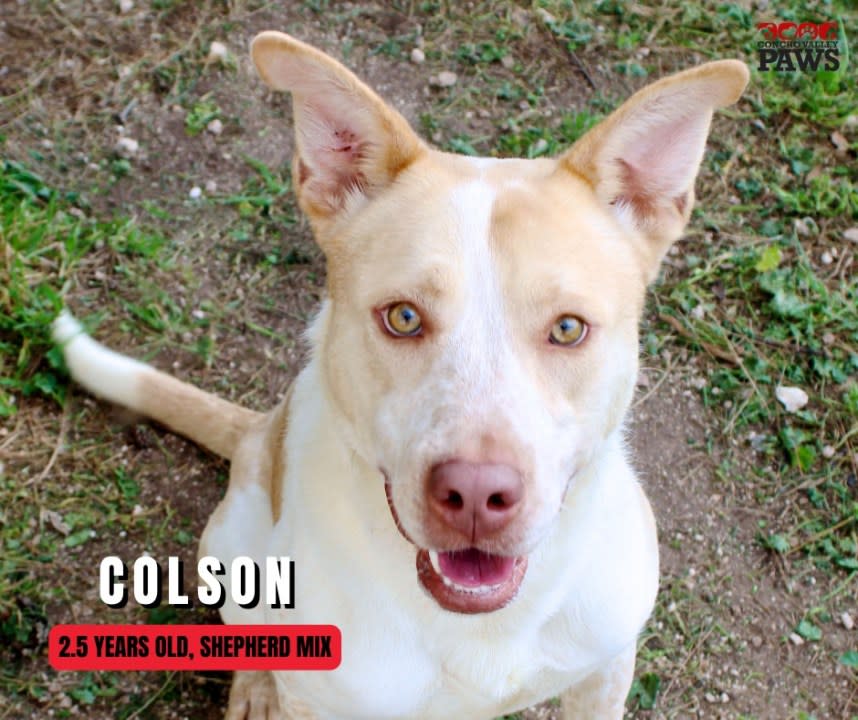 Colson was returned to the San Angelo Animal Shelter just days after being spared from euthanasia by being fostered.