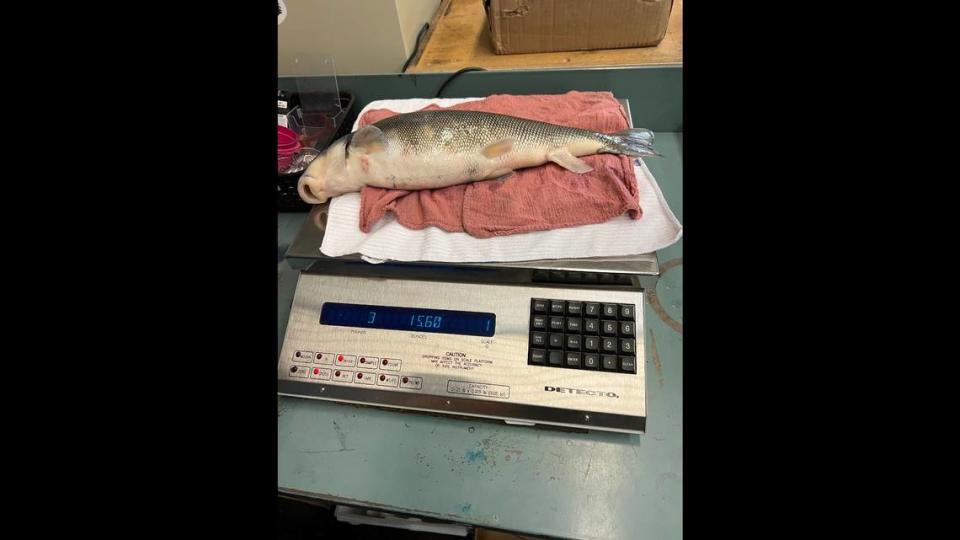 The longnose sucker is shown in this photo. It weighed 3 pounds and 15.6 ounces, officials said. Wyoming Game and Fish Department