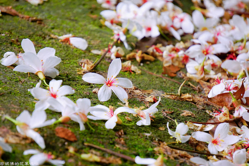 新竹縣寶山鄉｜桐花森林遇