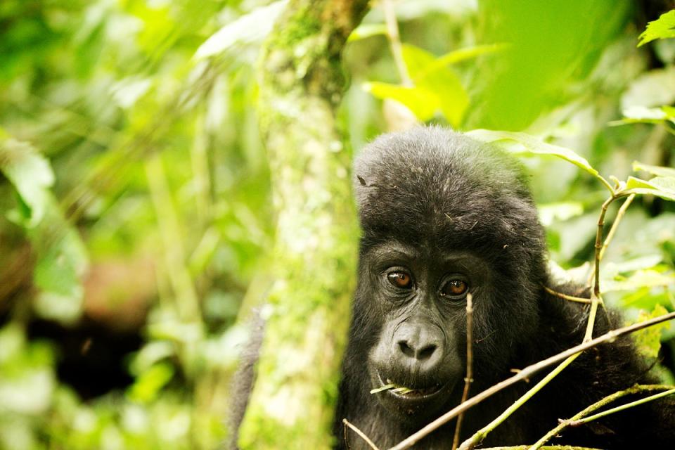 Spot baby gorillas in Rwanda (Volcanoes Safaris)