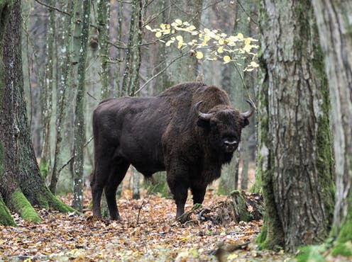 <span class="caption">The European bison is back from the edge of extinction, and Białowieża has the continent's largest population.</span> <span class="attribution"><span class="source">Michał Żmihorski </span>, <span class="license">Author provided</span></span>