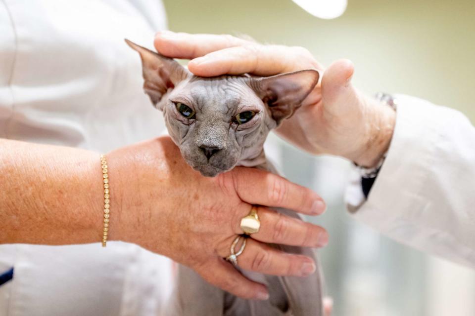 <p>Shirlaine Forrest/WireImage</p> Sphynx cat