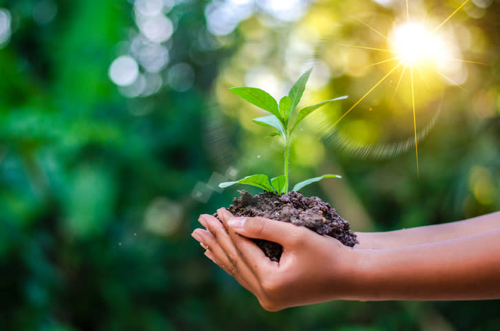 A hand cupping a plant and soil.