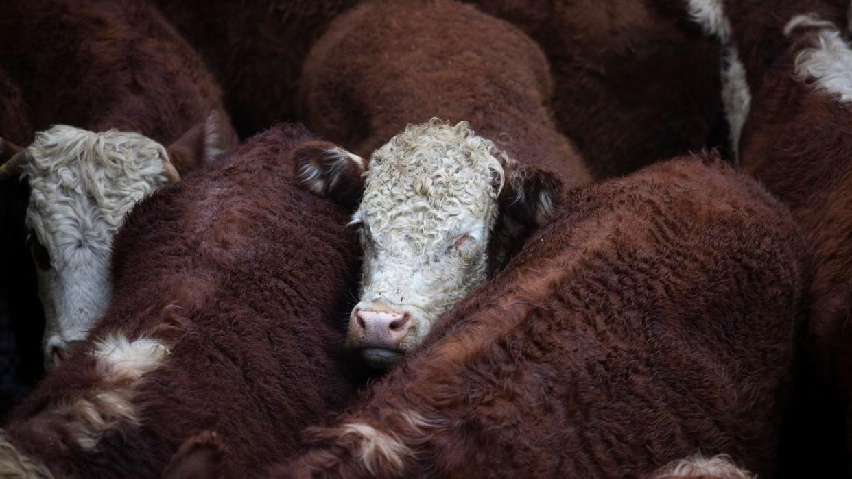 Rindfleisch macht etwa fünf Prozent der gesamten Exporte Argentiniens aus.