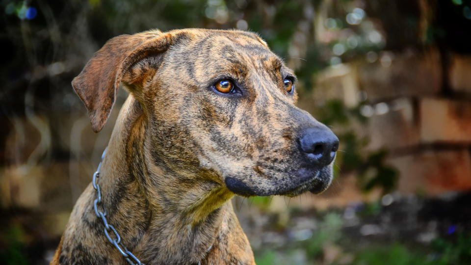 Plott Hound portrait