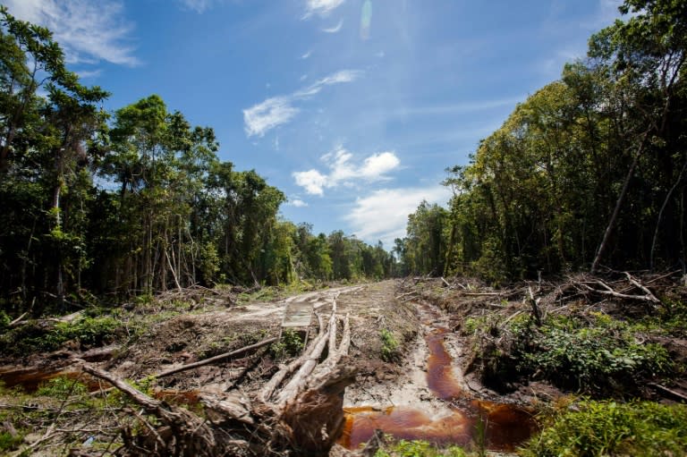 Deforestation -- responsible for about a fifth of greenhouse gas emissions -- intensifies global warming