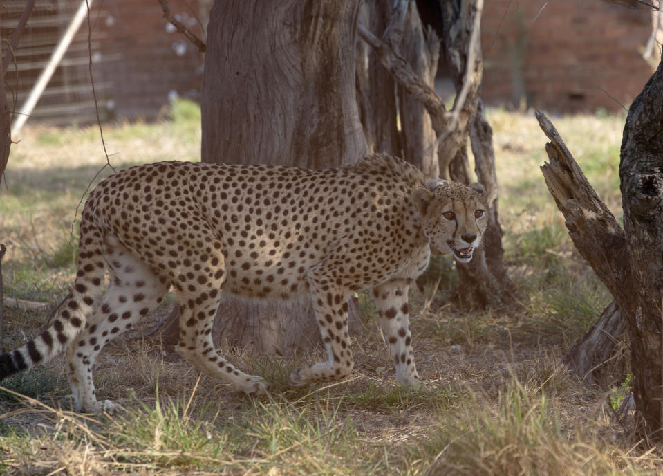 A cheetah moves around inside a quarantine section before being relocated to India next month, at a reserve near Bella Bella, South Africa, Sunday, Sept. 4, 2022. South African wildlife officials have sent four cheetahs to Mozambique this week and plan to send more cheetahs to India next month. (AP Photo/Denis Farrell)