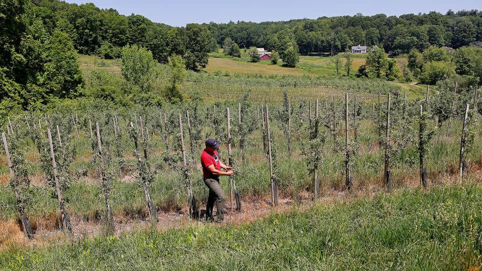 Ben Clark, the fourth-generation owner of Clarkdale Fruit Farm, lost 80 percent of his apples, pears, plums and other fruit crops this spring as a result of an arctic freeze in February and below freezing temps on May 18, 2023. - Lane Turner/The Boston Globe/Getty Images